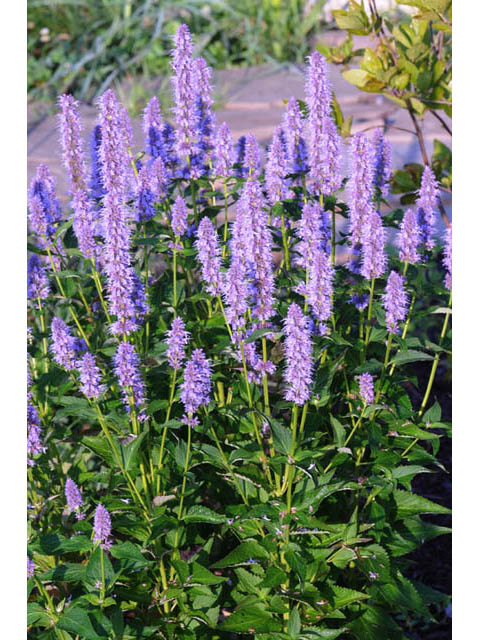 Agastache foeniculum, Anise hyssop - 1 quart