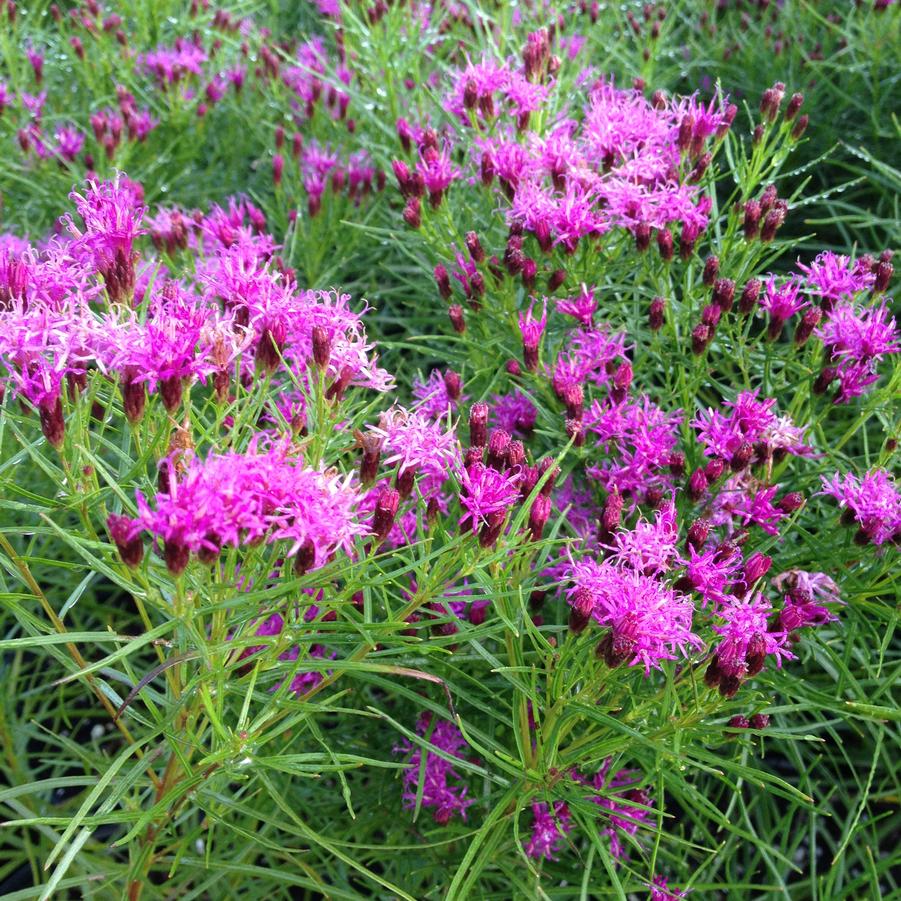 Vernonia lettermannii, 'Iron Butterfly' Ironweed - 1.5 Gallon