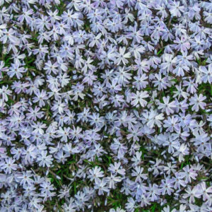 Phlox subulata 'Emerald Cushion Blue', Creeping Phlox - 8" pan