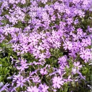 Phlox sublata 'Fort Hill', Creeping Phlox - 8 inch pan