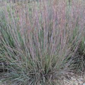 Schizachyrium scoparium, Little Bluestem - 1 gallon