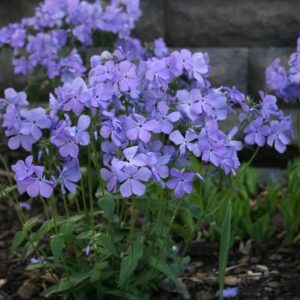 Phlox divaricata, 'Blue Moon' Woodland Phlox - 1 gallon
