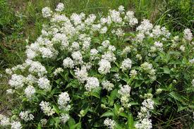 Ceanothus americanus, New Jersey Tea - 1 gallon