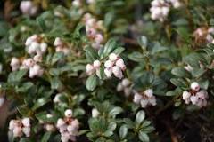 Arctostaphylos uva-ursi 'Massachusetts' Bearberry - 3 quart
