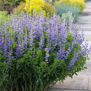 Baptisia australis, Blue Wild Indigo - 1 gallon