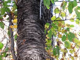 Betula lenta, Black Birch - 2 gallon