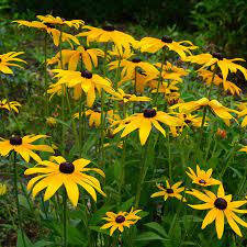 Rudbeckia fulgida ‘Goldsturm’, Black Eyed Susan - 1 Gallon