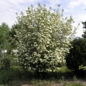 Viburnum prunifolium, Blackhaw Viburnum - 2 Gallon