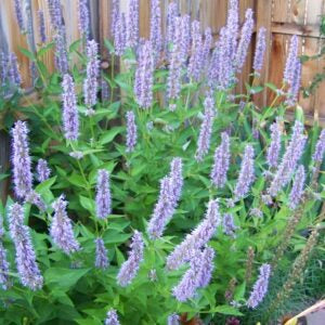Agastache foeniculum, 'Blue Fortune' Anise hyssop - 1 gallon