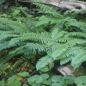 Polystichum acrostichoides, Christmas Fern - 1 gallon