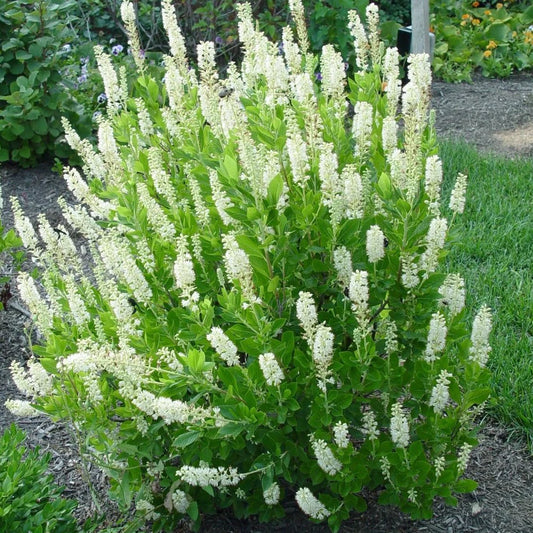 Clethra alnifolia, Summersweet - 3 gallon