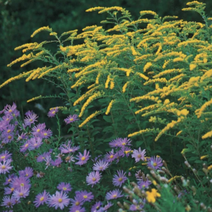 Solidago rugosa, ‘Fireworks’ Goldenrod - 1.5 gallon
