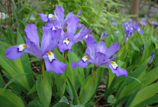 Iris cristata, Dwarf Crested Iris - 1 quart