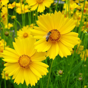 Coreopsis lanceolata, Lanceleaf Tickseed - 1 Quart
