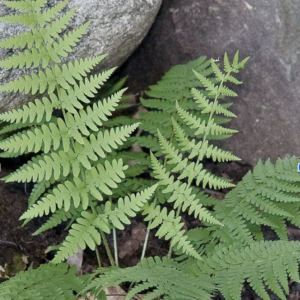 Dryopteris marginalis, Marginal Wood Fern - 1 gallon