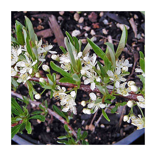 Prunus pumilla, Sand Cherry - 2.3 gallon
