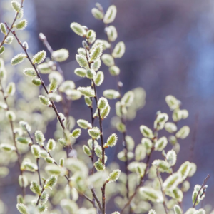 Salix discolor, Pussy Willow - 2 gallon
