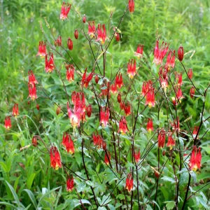 Aquilegia canadensis, Red Columbine - 3 quart