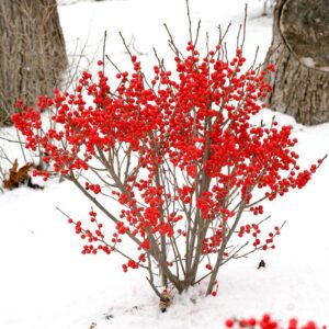 Ilex verticillata, 'Red Sprite,' Winterberry - 3 gallon