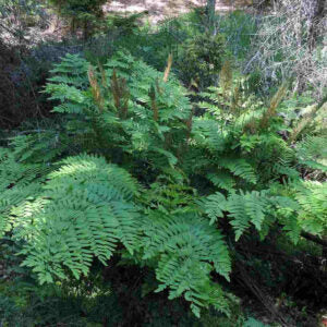 Osmunda regalis, Royal Fern - 1 Gallon