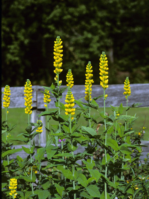 Thermopsis caroliniana, Carolina Lupine - 1.5 gallon