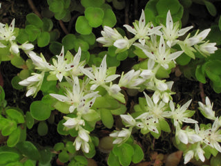 Sedum ternatum, Stonecrop - 1 Quart