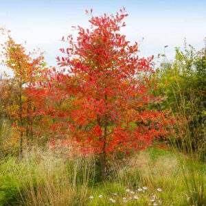 Amelanchier grandiflora, 'Autumn Brilliance' Serviceberry - 10 gallon