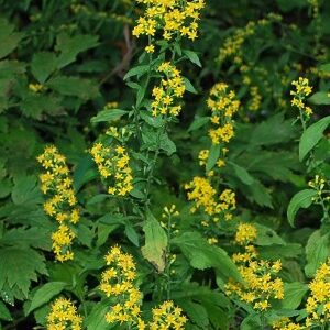 Solidago flexicaulis, Zig Zag Goldenrod - 1 gallon