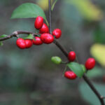 Lindera benzoin, Spicebush - 3 gallon