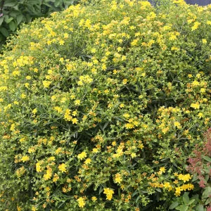 Hypericum prolificum, Shrubby St John's Wort - 1 Gallon