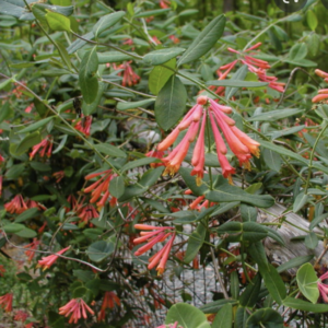 Lonicera sempervirens, Trumpet Honeysuckle - 1.5 gallon