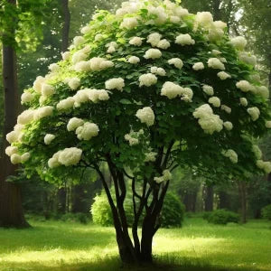 Viburnum dentatum, Arrowwood Virburnum - 2 gallon