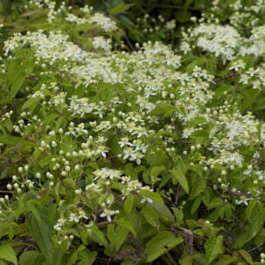 Clematis virginiana, Clematis - 1.5 gallons