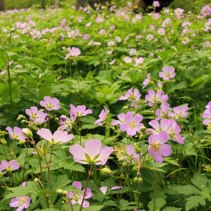 Geranium maculatum, Wild Geranium - 1 Gallon