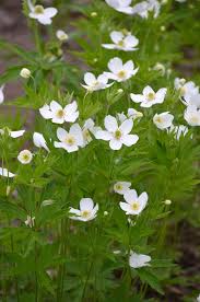 Anemone canadensis, Canada Anemone - 1 gallon
