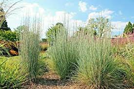 Andropogon gerardii, Big Bluestem - 1 gallon