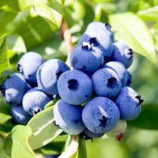 Vaccinium corymbosum, Highbush Blueberry 'Blue Jay' - 3 Gallon