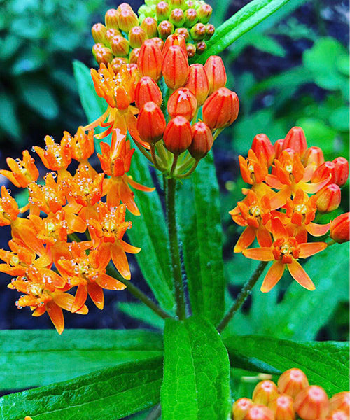 Butterfly Weed - 3 quart