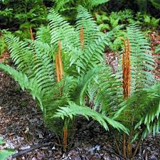 Osmunda cinnamomea, Cinnamon Fern - 1 gallon