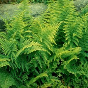 Dennstaedtia punctilobula, Hay Scented Fern - 1 Gallon