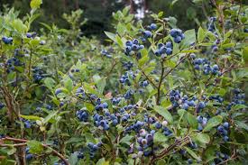 Vaccinium corymbosum, Highbush Blueberry - 3 Gallon