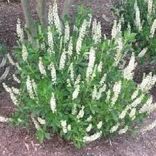 Clethra alnifolia 'Hummingbird,' Summersweet Hummingbird - 3 gallon