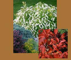Itea virginica, 'Little Henry' Sweetspire - 2 gallon