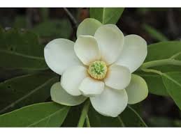Magnolia virginiana, Virginia Magnolia - 4 gallon