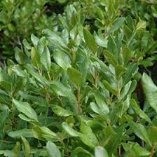 Myrica pensylvanica, Bayberry - 3 gallon