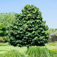 Asimina triloba, Pawpaw - Deep Tree Pot