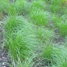 Carex pensylvanica, Penn Sedge - 3 quart