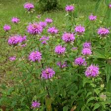 Monarda fistulosa, Wild Bergamot Bee Balm - 1 gallon